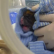 Image for article titled British Couple Clone Puppy Using DNA from Their Deceased Dog